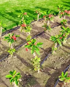 Homeowner receiving aftercare advice for irrigation and garden system use