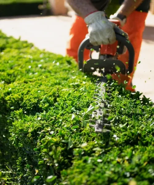Neat lawn edges and maintained garden beds for reliable outdoor presentation