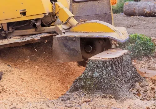 Stump grinding after tree removal to clear space for landscaping or garden use